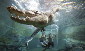 darwin croc cove