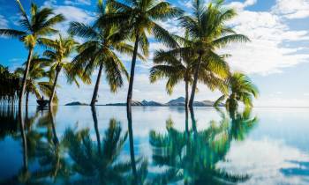 a palm tree next to a body of water