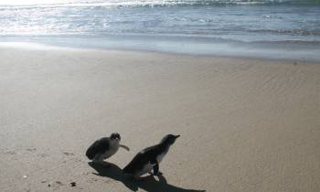 a bird walking on the beach