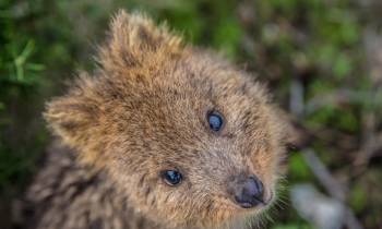 a close up of an animal