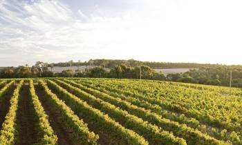 Margaret River vineyard