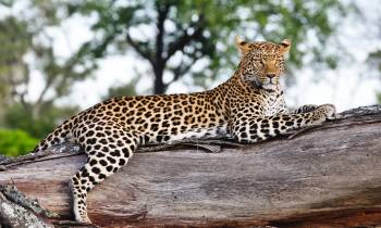 7 Best African Safari Destinations
