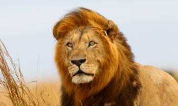 Lion Africa