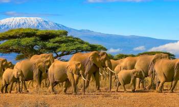 A herd of African elephants seen from a safari vehicle in Kenya, with Tanzania’s snow-capped Mount Kilimanjaro in the background