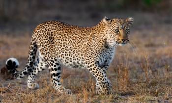 Tanzania Luxury Tours