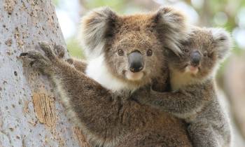 Hamilton Island