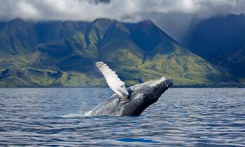 Hawaii