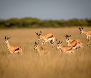Muchenje Safari Lodge