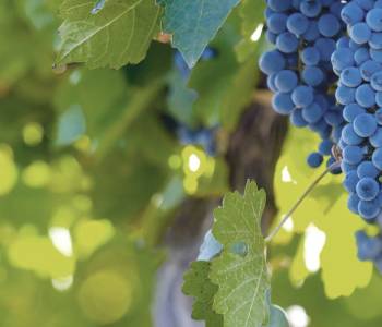 Argentinien und Chile Gourmetreise: Die besten Weinbauregionen Südamerikas