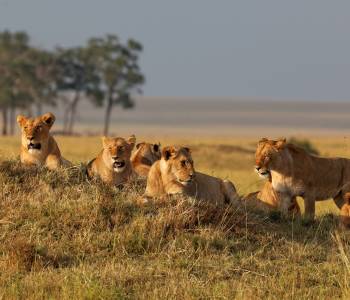 Kenya and Uganda Safari Tour: Big Five and Gorilla Trekking