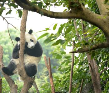 Cub of Giant panda bear sleeping on tree Chengdu, China