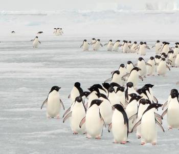 Enchanting Travels Antarctica Tours Annual migration of Adélie penguins