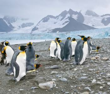Best Time to Visit Antarctica