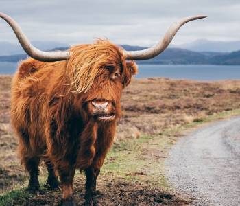 Enchanting Travels-Europe Tours- Hairy Scottish Yak on the road, Isle of Skye