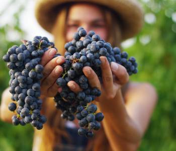 Enchanting Travels France Tours September to harvest vineyards