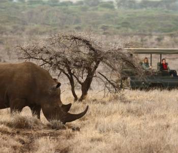 Top 10 Things To Do in Kenya - wildlife safari in Lewa