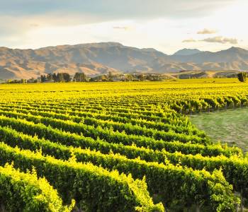 Enchanting Travels New Zealand Tours Row of beautiful grape yard before sunset with mountain in Blenheim, New Zealand 3
