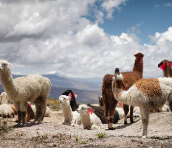 Enchanting Travels Peru Tours Llamas in Peru