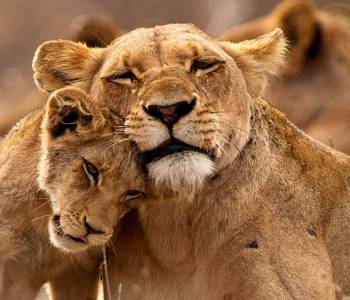 Lions Kruger South Africa Tour