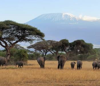 Enchanting Travels - Tanzania Tours - West Kilimanjaro - Elephant with Mount Kilimanjaro in the background