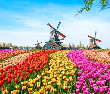 Landscape with tulips, traditional dutch windmills and houses near the canal in Zaanse Schans, Netherlands, Europe