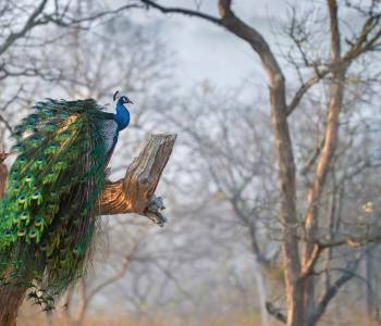 Glamping im Land der Lamas: Höhepunkte von Ladakh
