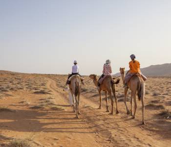 Walking with camels in desert of oman