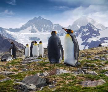 South Georgia Island