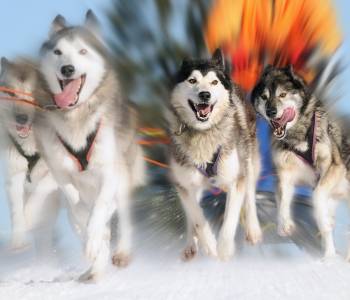 Close up of Sledge Dogs racing in Alaska