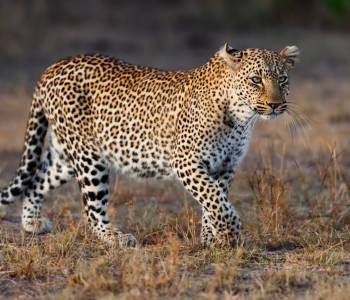 Leopard in Masai Mara Kenya