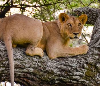 Lion resting at Tarangire National Park