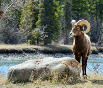 Alpine Meadows Resort