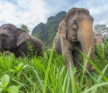 Elephants in Thailand