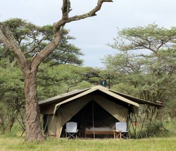 Exterior view of guest tent at Serengeti North Wilderness Camp in Northern Serengeti, Tanzania
