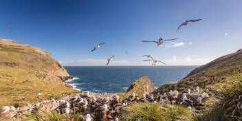 The Falkland Islands (Islas Malvinas)