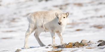 Svalbard Cruises & Expeditions - Quark Expeditions