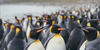 King Penguins on South Georgia