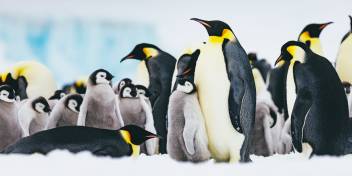 Antarctica