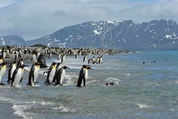 2010.Nov_.SouthGeorgia.Falklands.Antarctica.jpg