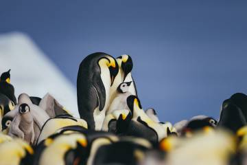 Emperor Penguin Quest: Expedition to Snow Hill