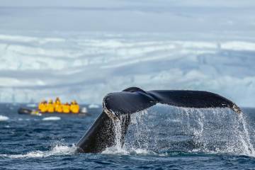 Expeditions