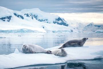 Crabeater seals in antarctica