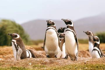 Penguins in south georgia