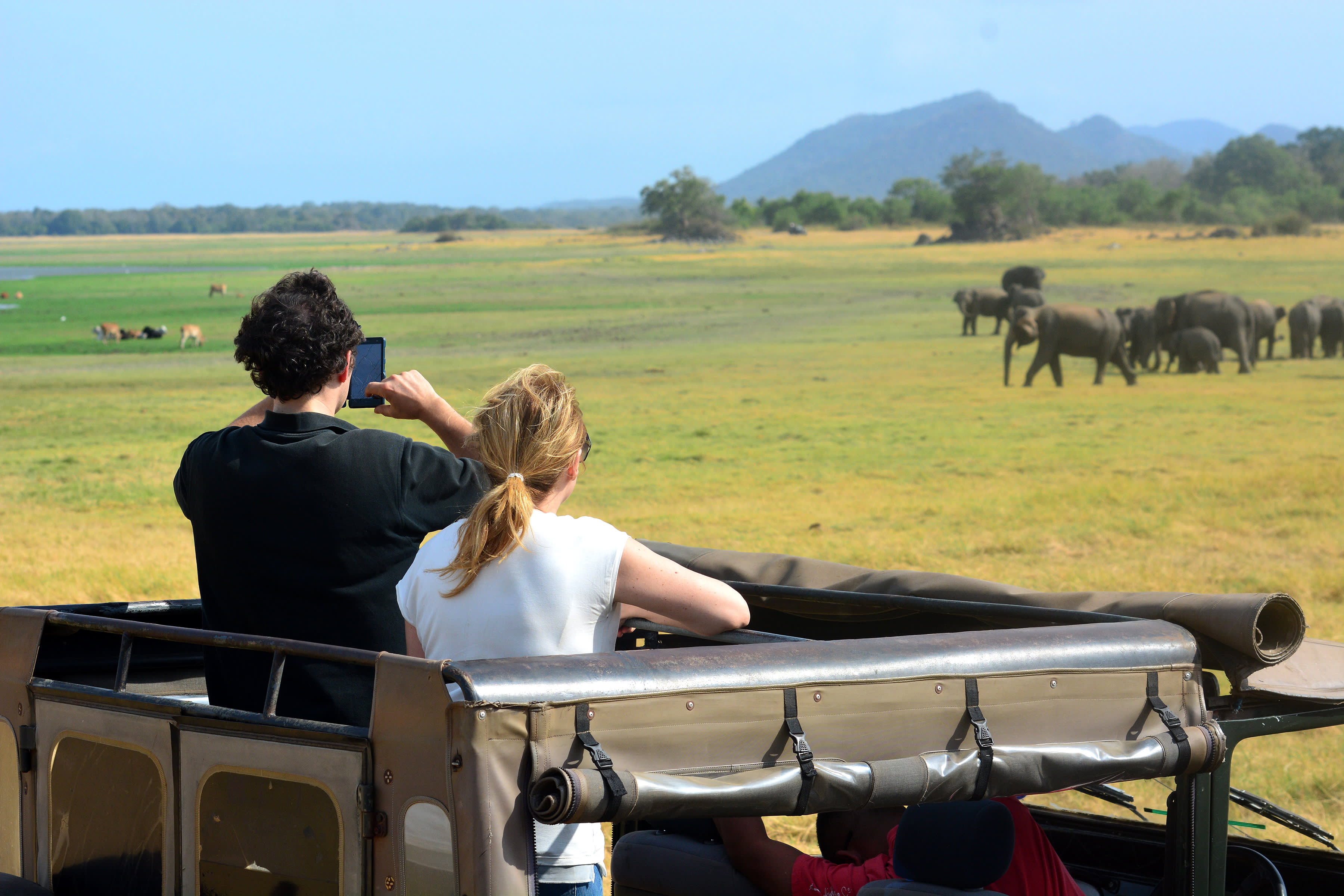 Safari in Minneriya National Park