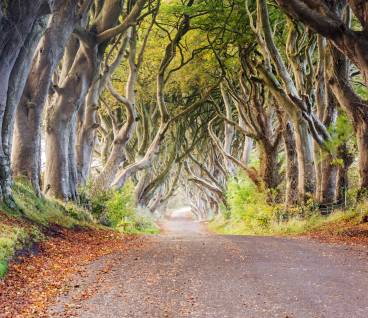 Dark hedges, Northern Ireland