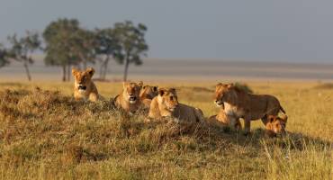 Kenya and Uganda Safari Tour: Big Five and Gorilla Trekking