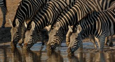 5 Reasons To Visit Botswana During The Green Season