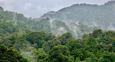 Rainforest Nyungwe, Rwanda, Africa, Landscape - Rwanda travel guide