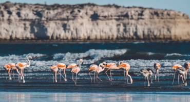 Flamingos feeding on a beach,Peninsula Valdes, Patagonia, Argentina