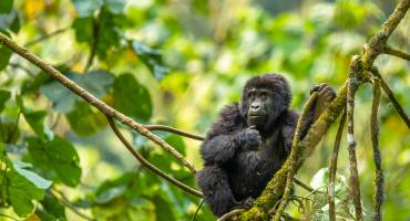 Kenya and Uganda Safari Tour: Big Five and Gorilla Trekking